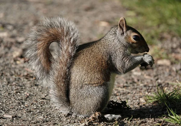 Fluffy Gray Squirrel Chewing Food Soil — Stock Photo, Image