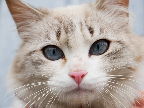 Closeup Shot Little Cute Cat Blue Eyes —  Fotos de Stock