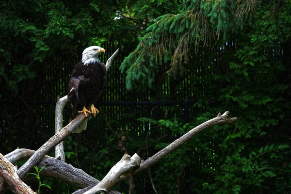 Primer Plano Águila Calva Posada Madera Con Árboles Color Verde —  Fotos de Stock