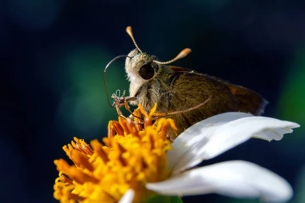 Tiro Close Uma Mariposa Falcão Beija Flor Voando Para Flor — Fotografia de Stock