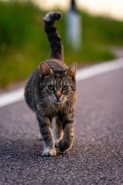 Enfoque Selectivo Gato Caminando Por Calle Sobre Fondo Borroso —  Fotos de Stock