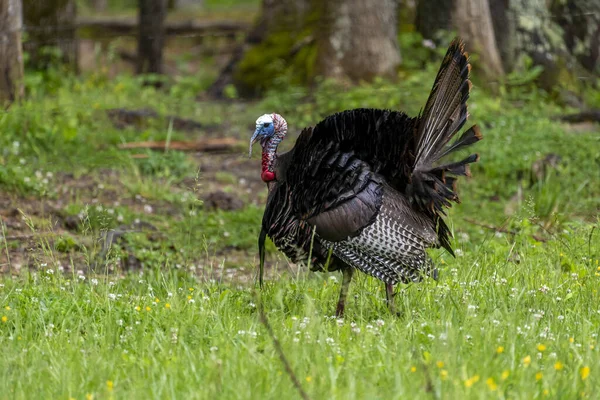 Een Close Shot Van Een Wilde Kalkoen Een Weide Een — Stockfoto