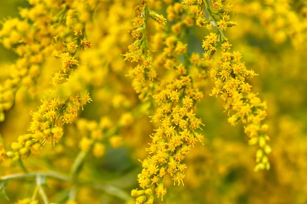 Selektiv Fokus Skott Blommande Solidago Blommor — Stockfoto