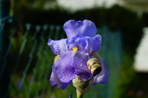 雨后的蓝色虹膜 法国国花挂在国徽上 观赏园的栽培形式 — 图库照片
