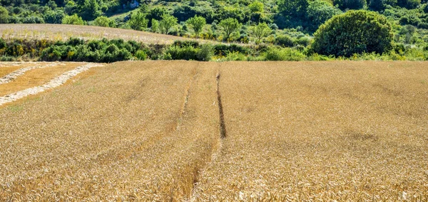 Sunny Wheat Field Summer Ready Harvest Narrow Paths — Foto de Stock