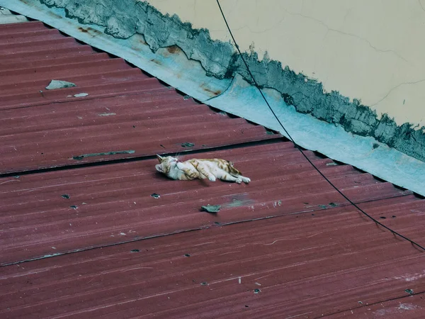 Chat Sans Abri Errant Couché Sur Toit Garage Léchant Patte — Photo