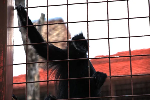 Closeup Shot Monkey Silhouette Mesh Fence Outdoors — Φωτογραφία Αρχείου