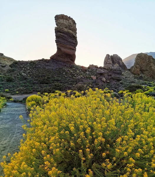 西班牙Paradores的Roques Garcia黄花植物的垂直截图 — 图库照片