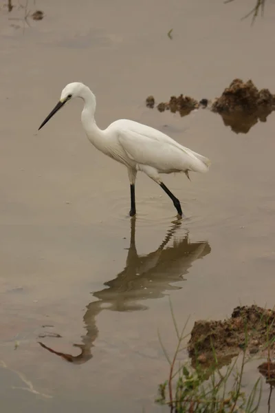 Disparo Vertical Una Garza Blanca Caminando Medio Estanque —  Fotos de Stock