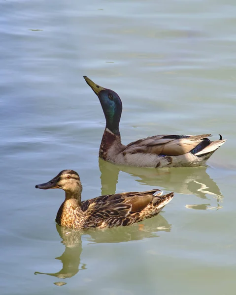 Vertical Shot Pair Mallard Ducks Swimming Lake — Stock Photo, Image