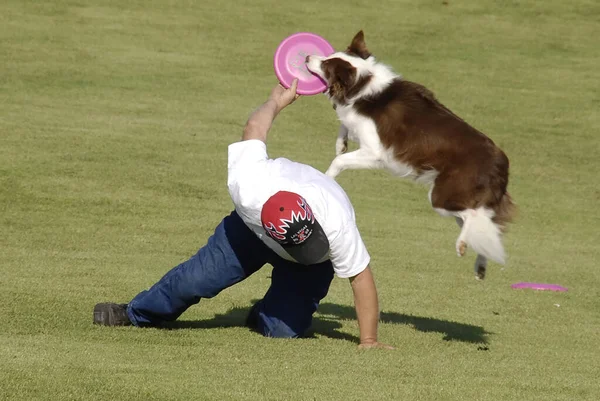 Charles United States Sep 2008 Man Playing Frisbee Catch Dog — 스톡 사진