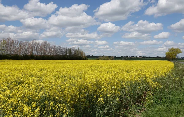 Essex Parlak Bir Gökyüzünün Altında Sarı Bir Kolza Tohumu Çayırının — Stok fotoğraf