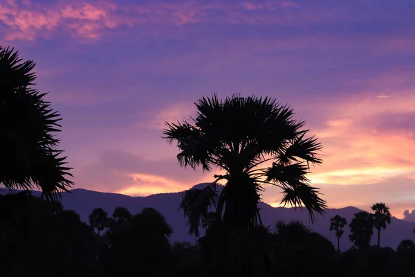 Gorgeous Shot Backlit Palm Trees Breathtaking Purple Sunset Background — Φωτογραφία Αρχείου