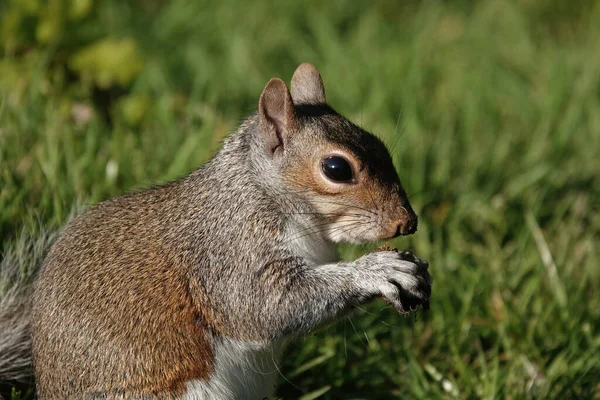 Fluffy Gray Squirrel Chewing Food Grass — Stock Photo, Image