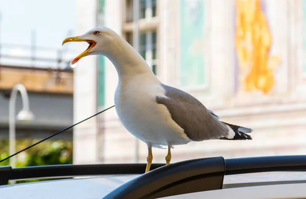 Primer Plano Una Gaviota — Foto de Stock