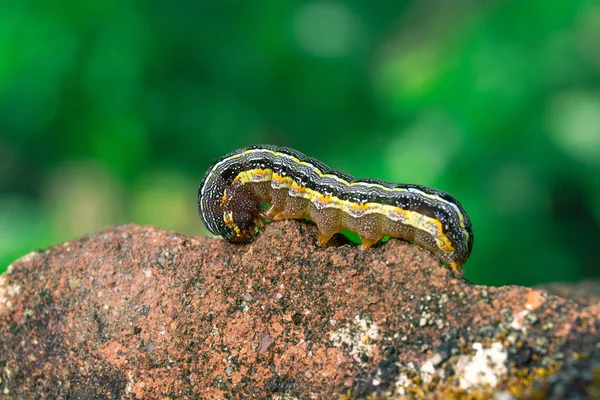 Nahaufnahme Eines Wurms Auf Stein — Stockfoto