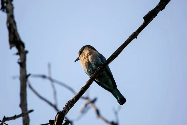 Een Prachtig Shot Van Een Schattige Indiase Rolvogel Neergestreken Een — Stockfoto