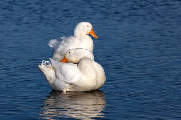 Ganso Doméstico Blanco Nada Lago — Foto de Stock