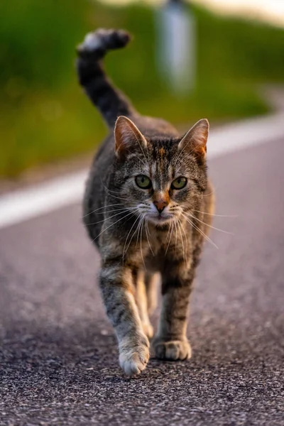 Bulanık Bir Arka Planda Sokakta Yürüyen Bir Kedinin Seçici Odağı — Stok fotoğraf