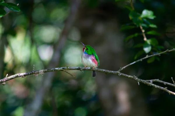 Closeup Shot Coraciiformes — Stock Photo, Image