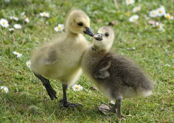 Gros Plan Mignons Greylag Yougoslings — Photo