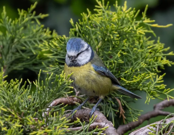 Cute Cyanistes Caeruleus Bird Blue Tit Branch Tree — Stock Fotó