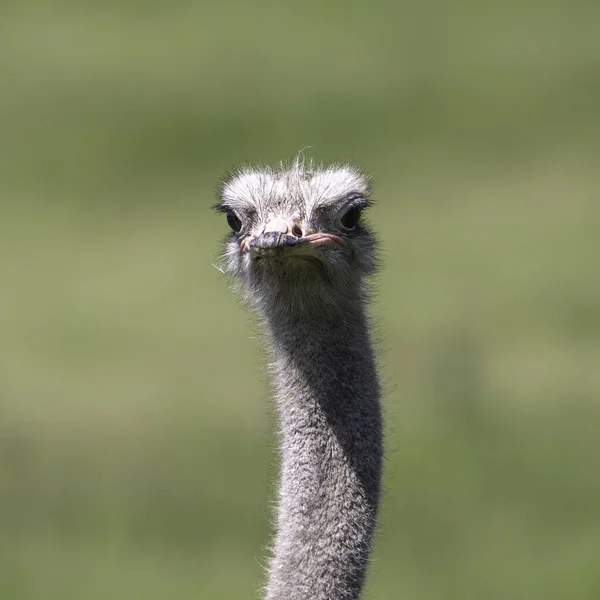 Primer Plano Cabeza Emú Zoológico Whipsnade Con Fondo Borroso —  Fotos de Stock