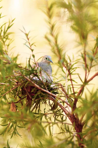 Ağaç Dallarına Konmuş Bir Guguk Kuşunun Yakın Plan Çekimi — Stok fotoğraf