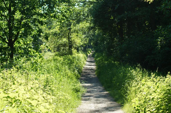 Camino Vacío Sin Pavimentar Largo Los Árboles Vegetación Día Soleado — Foto de Stock