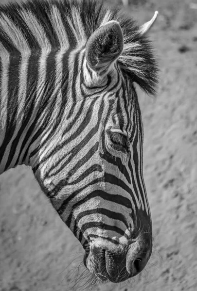 Ein Vertikaler Graustufenschuss Des Kopfes Eines Zebras — Stockfoto