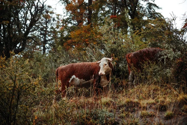 Eine Schöne Aufnahme Einer Roten Kuh Wald — Stockfoto