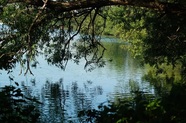 Uma Árvore Velha Superfície Água Rio — Fotografia de Stock