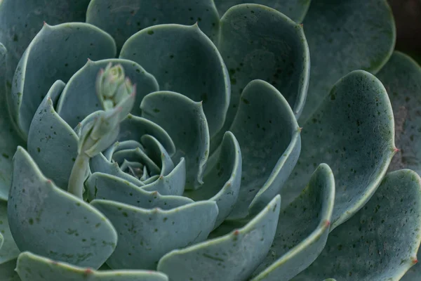 Close Planta Echeveria — Fotografia de Stock