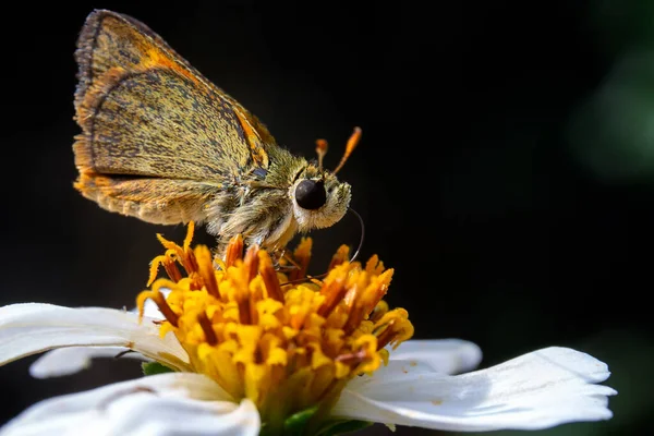 Closeup Shot Hummingbird Hawk Moth Flying Flower — Stock Photo, Image