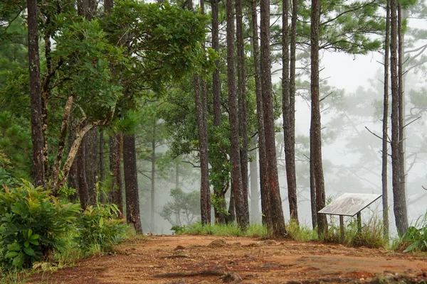 Sebuah Pemandangan Memesona Pohon Pohon Hijau Tinggi Hutan — Stok Foto
