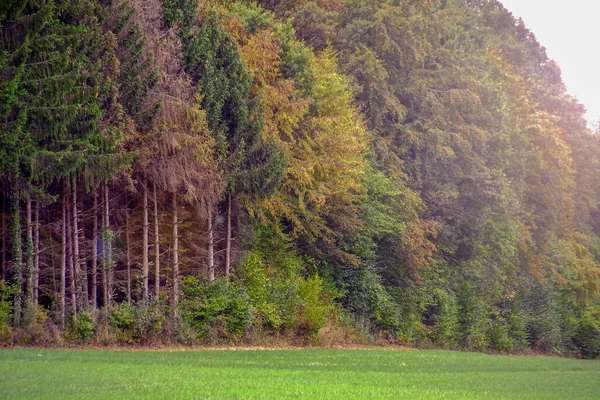 Поле Поруч Лісом Красивими Барвистими Деревами Під Час Денного Світла — стокове фото