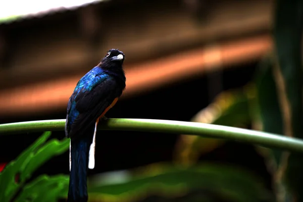 Selected Focus Shot Bird Perched Metal Rail Outdoors — Φωτογραφία Αρχείου