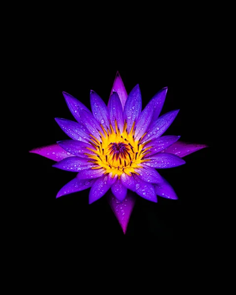Vertical Shot Vibrant Purple Water Lily Raindrops Its Petals Black — Φωτογραφία Αρχείου