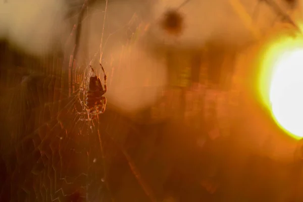 夕方には屋外のウェブ上でクモのマクロショット — ストック写真