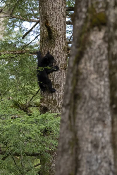 Вертикальный Снимок Черного Медведя Взбирающегося Дерево Лесу — стоковое фото