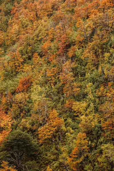 Вертикальный Снимок Густого Леса Осенью — стоковое фото