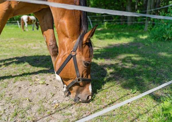 Tychy Poland Jun 2021 Stallion Run Cuts Grass — Fotografia de Stock