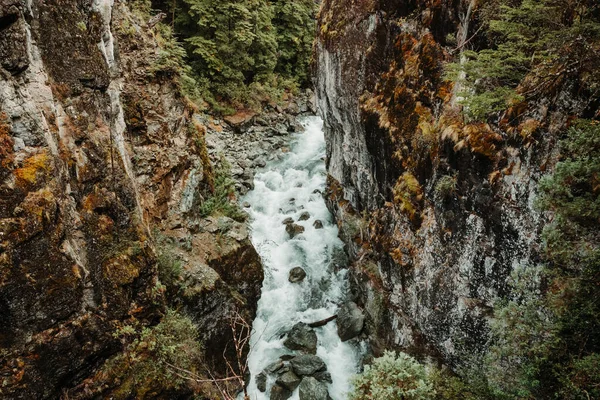 Eine Vertikale Aufnahme Eines Flusses Der Durch Den Wilden Wald — Stockfoto