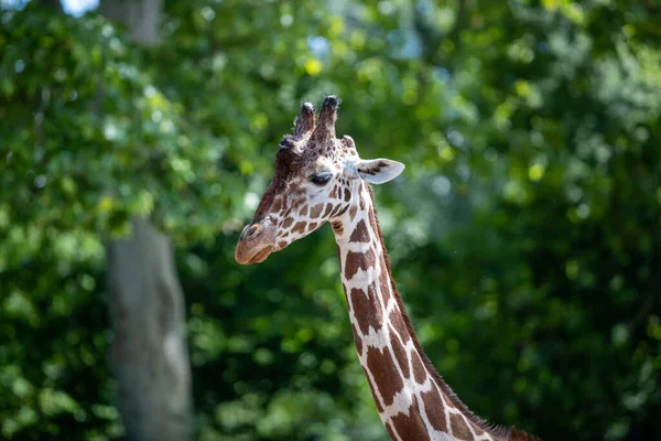 Mise Point Sélective Cou Une Tête Girafe Dans Jardin Vert — Photo