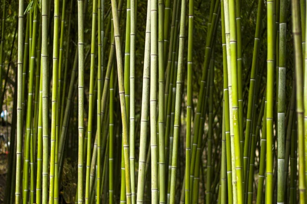 トビリシ植物園の背の高い緑の竹 — ストック写真