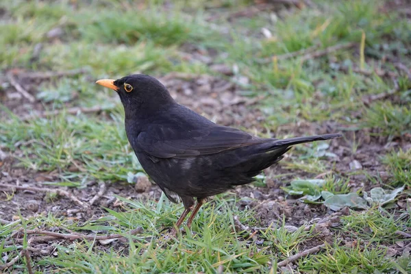 Primer Plano Mirlo Común Macho Turdus Merula Pie Sobre Hierba — Foto de Stock