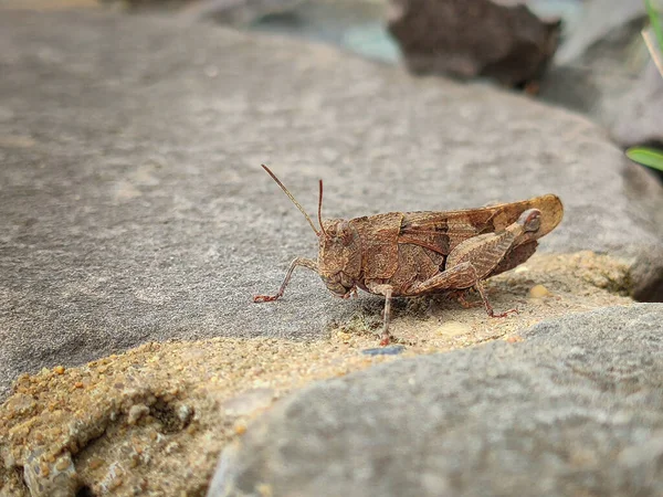 Macro Shot Grasshopper Rough Surfaced Rock — Φωτογραφία Αρχείου