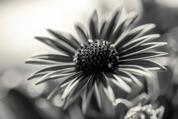 Bulanık Bir Arkaplanda Gerbera Papatya Çiçeğinin Gri Tonlu Bir Görüntüsü — Stok fotoğraf