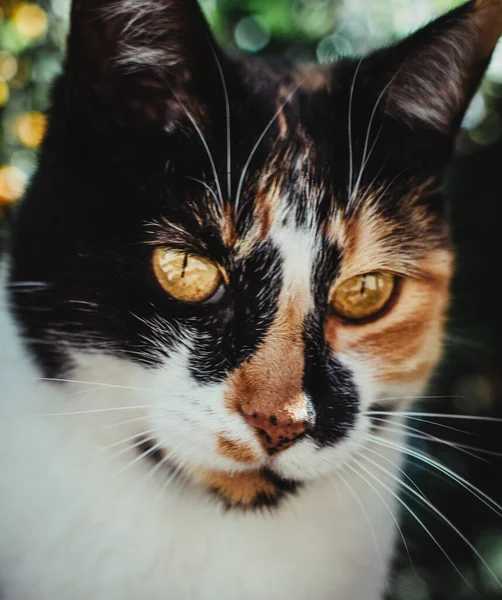 Retrato Gato Calico Con Grandes Ojos Amarillos — Foto de Stock