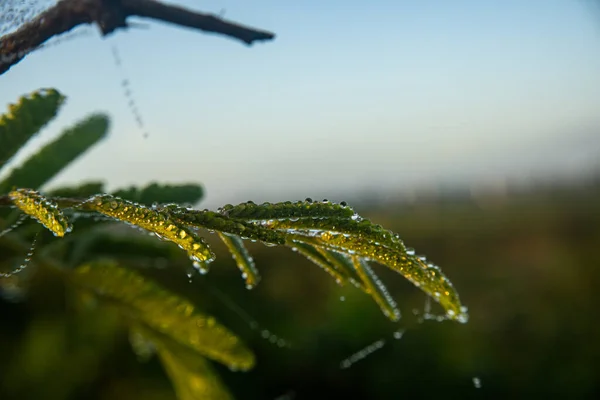 Closeup Shot Fresh Grass Dewdrops — Stock Photo, Image